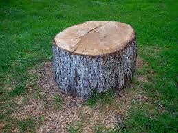 How Our Tree Care Process Works  in  Ashton, ID