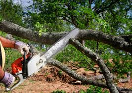 Ashton, ID Tree Services Company