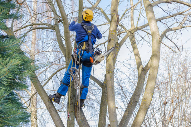Best Tree Mulching  in Ashton, ID