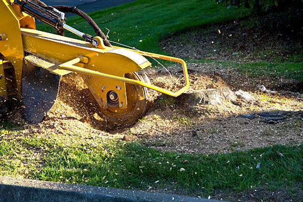 Best Landscape Design and Installation  in Ashton, ID